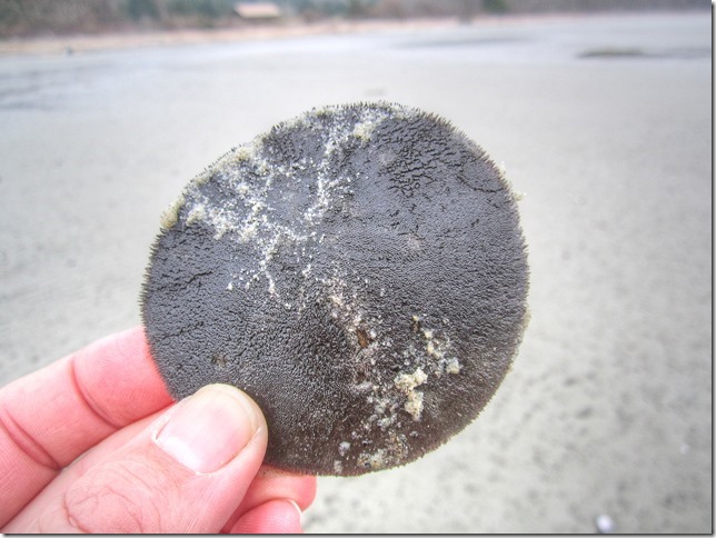 nature,marine life,sand dollar