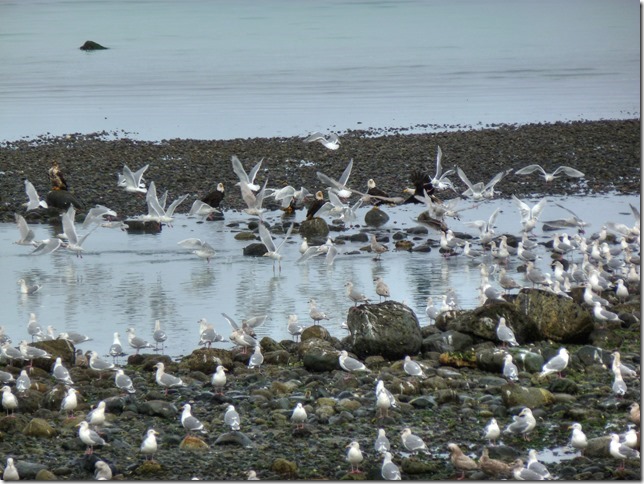 Air Force Beach,birds,sea gull,nature,CFB Comox,Comox,ocean,fall,eagle
