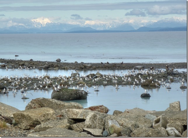 Air Force Beach,birds,sea gull,nature,CFB Comox,Comox,ocean,fall,Georgia Strait