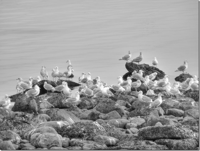 Air Force Beach,birds,sea gull,nature,CFB Comox,Comox,ocean,fall