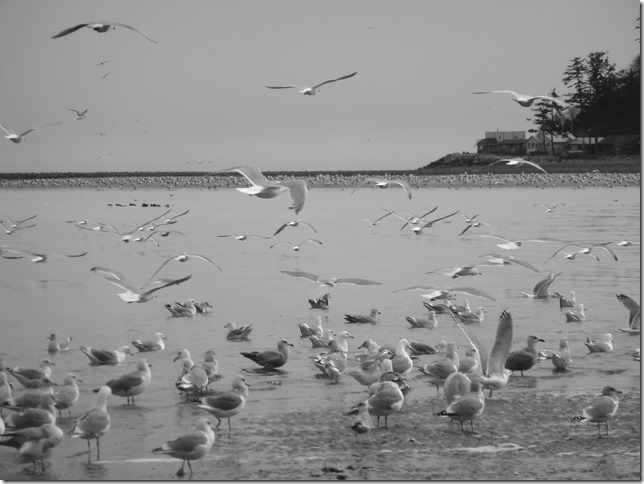 Air Force Beach,birds,sea gull,nature,CFB Comox,Comox,ocean,fall Air Force Beach,birds,sea gull,nature,CFB Comox,Comox,ocean,fall