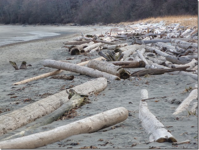 Kye Bay,driftwood,ocean,beach,Cape L:azo,Georgia Strait,nature