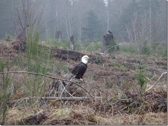 birds,eagle,wildlife,nature,Comox Lake