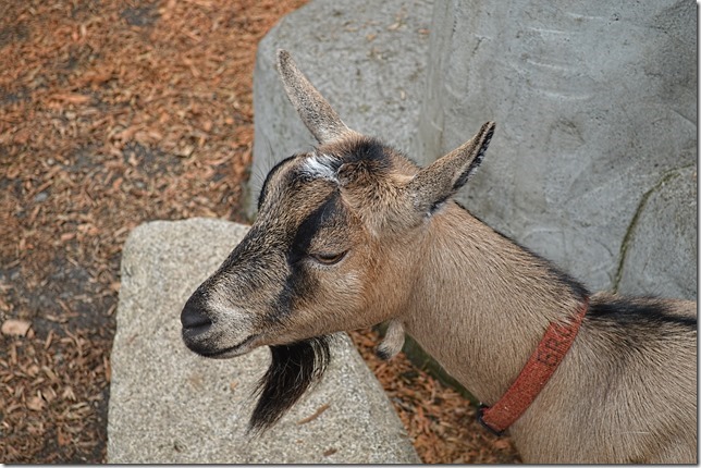 Victoria,Beacon Hill Park,nature,Childrens Farm,tourism,animals.goats