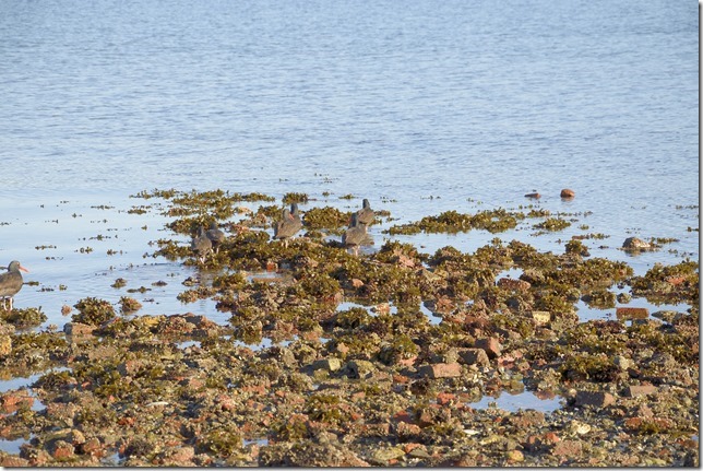Nanoose,history,Highway 19,Georgia Strait,ocean,beach,birds,Red Gap