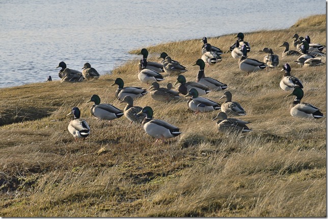 Comox,ocean,Comox Estuary,Vancouver Island,nature,fall,beach,birds,ducks