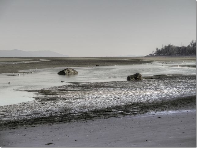 birds,nature,ocean,beach,gulls,Georgia Strait,sea gulls,Comox,Vancouver Island,British Columbia