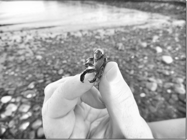 ocean,beach,nature,Georgia Strait,Vancouver Island,British Columbia,crabs