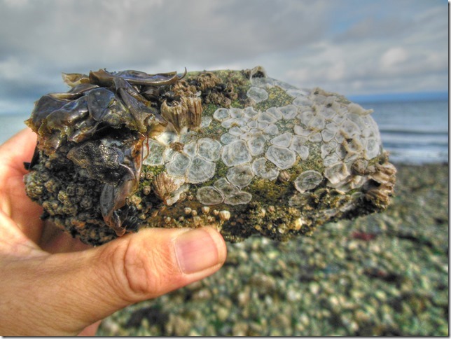 Kin Beach,ocean,Provincial Park,Georgia Strait,Comox,Cape Lazo,beach,clouds,rocks,sea weed,barnacles