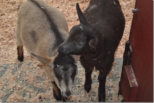 Victoria,Beacon Hill Park,nature,Childrens Farm,tourism