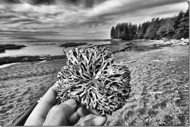 ocean,beach,nature,Juan De Fuca Strait,Vancouver Island,British Columbia,Botanical Beach Provincial Park,waves,Highway 14