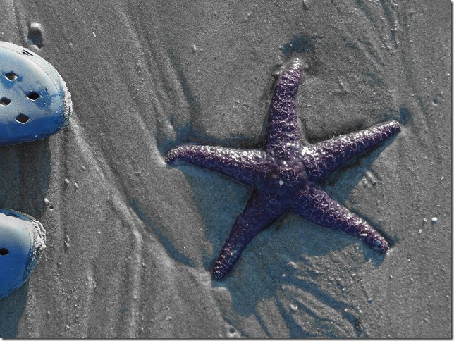 Kye Bay,starfish,Georgia Strait,Comox,Cape Lazo,starfish,British Columbia,Vancouver Island,Comox Valley,sea star