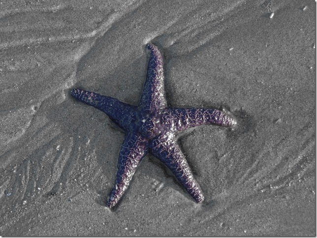 Kye Bay,starfish,Georgia Strait,Comox,Cape Lazo,starfish,British Columbia,Vancouver Island,Comox Valley,sea star