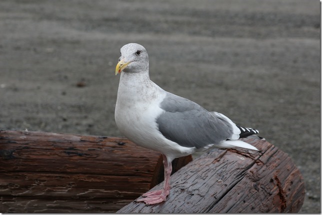 Point Holmes,sea gulls,beach,ocean,birds