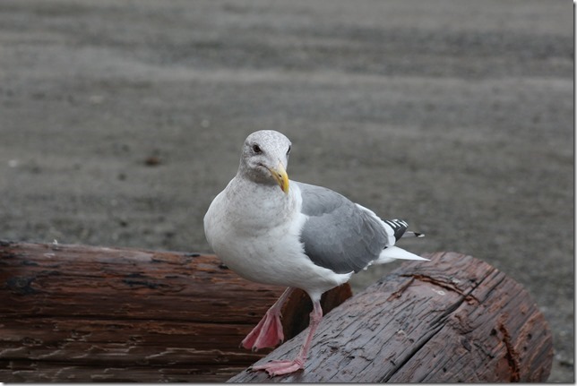 Point Holmes,sea gulls,beach,ocean,birds
