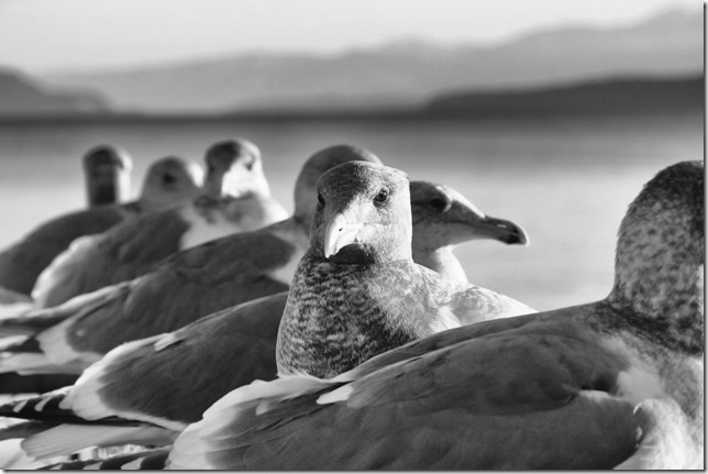 Point Holmes,sea gulls,beach,ocean,birds