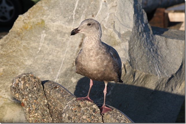 Point Holmes,sea gulls,beach,ocean,birds