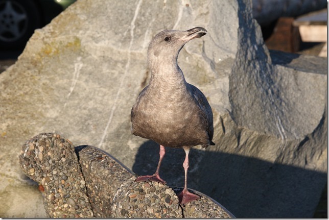 Point Holmes,sea gulls,beach,ocean,birds