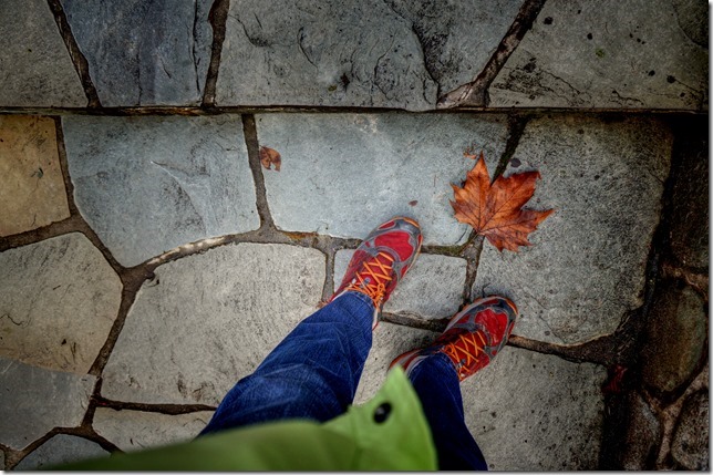 ice,winter,Filber,leaves,Comox