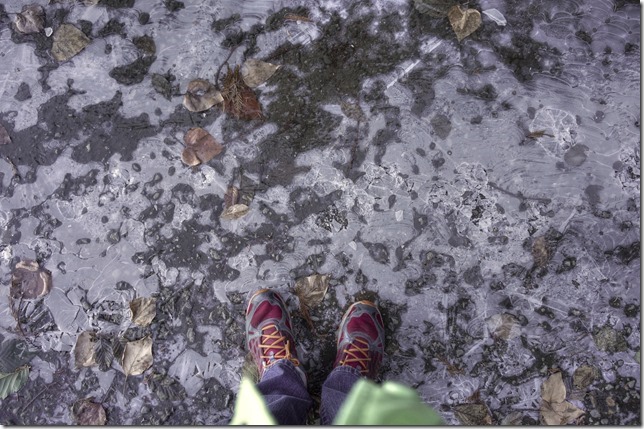 ice,winter,Filber,leaves,Comox