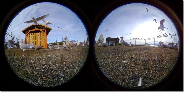seagulls,VR,360&deg;,Point Holmes,nature.Comox