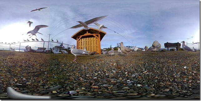 seagulls,VR,360&deg;,Point Holmes,nature.Comox