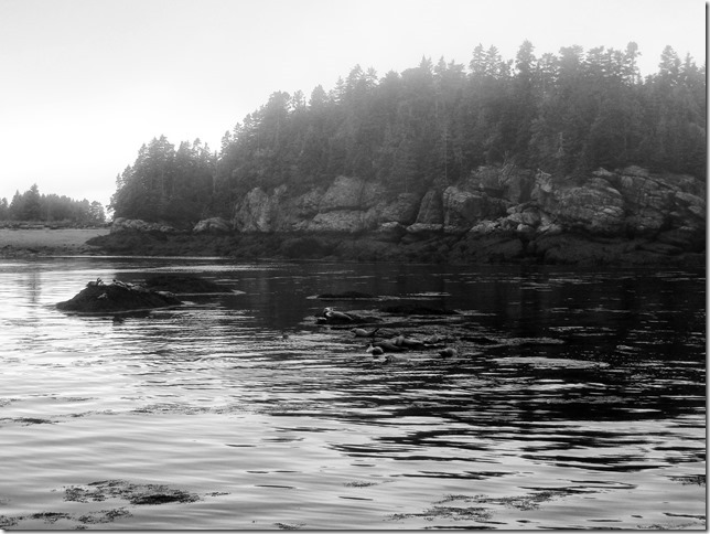New Brunswick,ocean,seals,nature,Bay of Fundy New Brunswick,ocean,seals,nature,Bay of Fundy