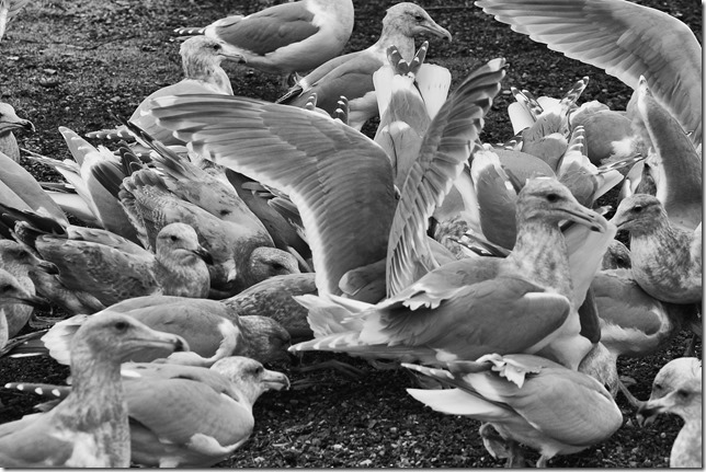 Point Holmes,sea gulls,beach,ocean,birds,nature,Comox,black and white