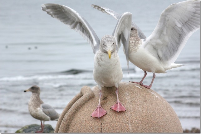 Point Holmes,sea gulls,beach,ocean,birds