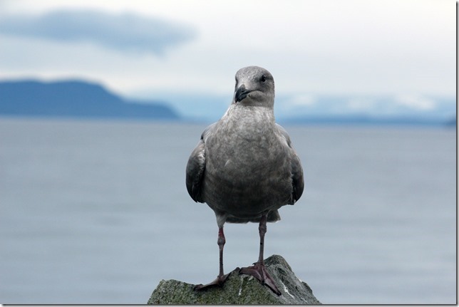 Point Holmes,sea gulls,beach,ocean,birds