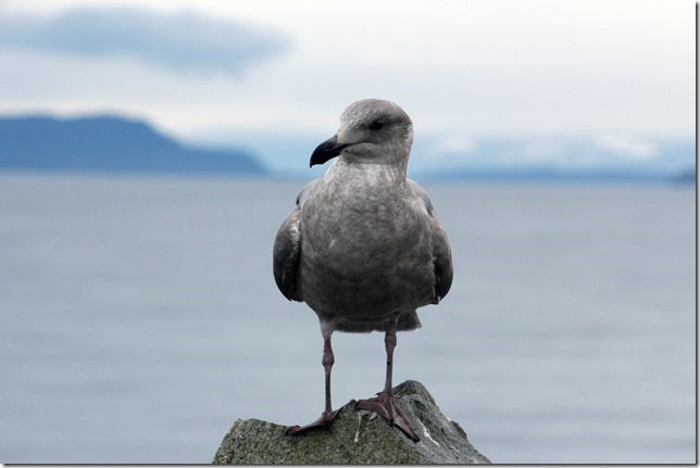 Point Holmes,sea gulls,beach,ocean,birds