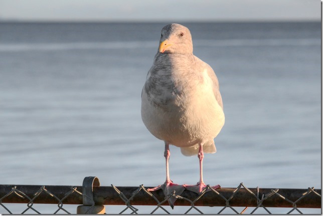 Point Holmes,sea gulls,beach,ocean,birds,nature,Vancouvr Island,coastal BC