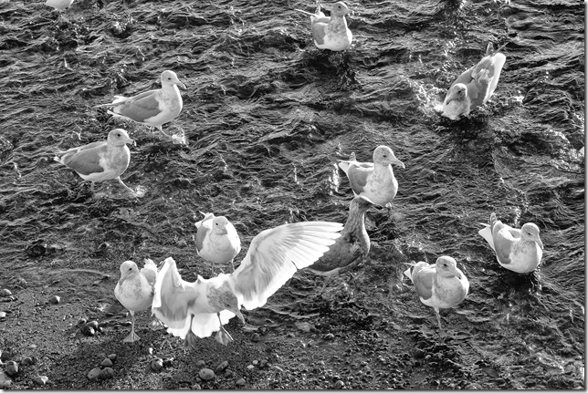 Point Holmes,sea gulls,beach,ocean,birds,nature,Comox,black and white