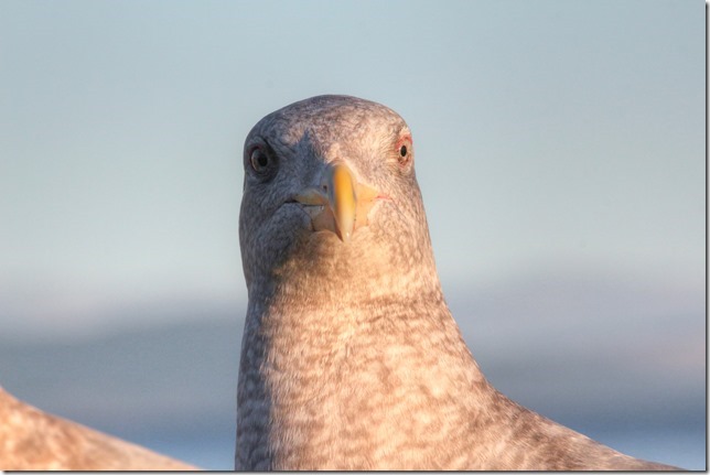 Point Holmes,sea gulls,beach,ocean,birds,nature,Vancouvr Island,coastal BC