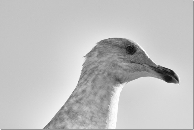 Point Holmes,sea gulls,beach,ocean,birds,black and white Point Holmes,sea gulls,beach,ocean,birds,black and white