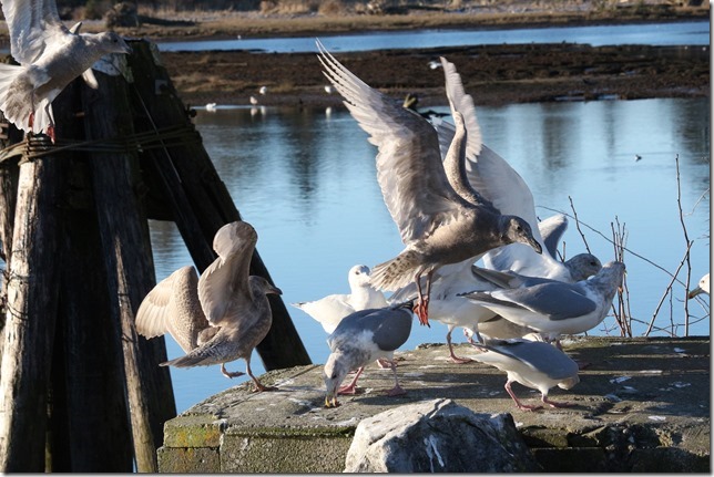 Curtenay Rivr estuary,sea gulls,river,nature,Comox,birds