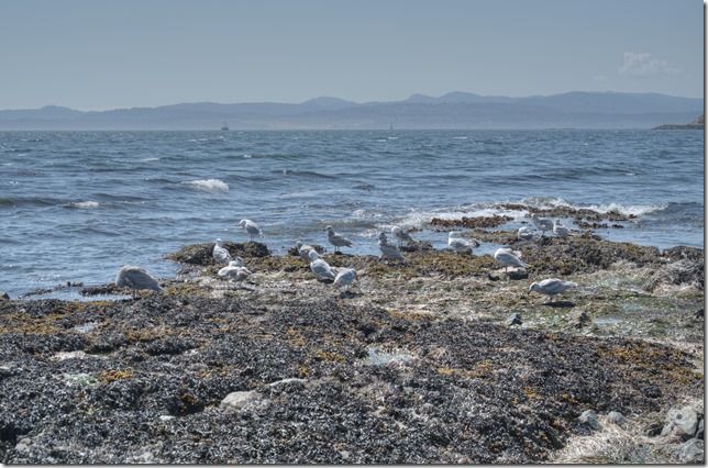 Victoria,summer,birds,sea gulls,ocean,Juan de Fuca Strait,Clover Point