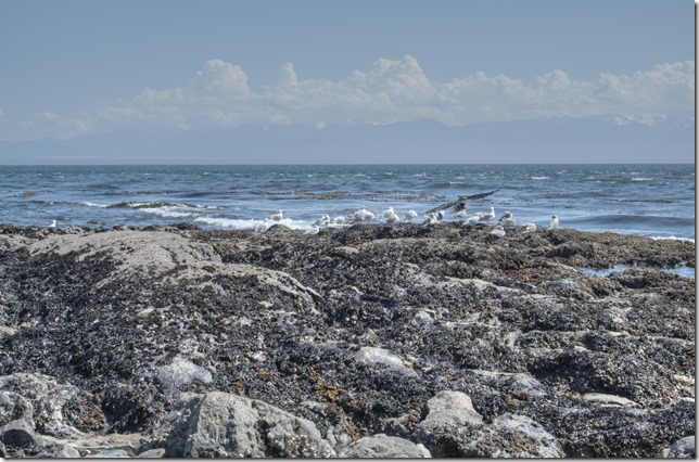 Victoria,summer,birds,sea gulls,ocean,Juan de Fuca Strait,Clover Point