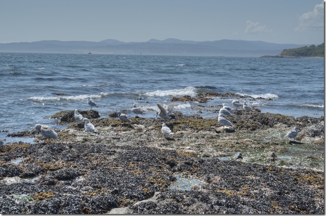 Victoria,summer,birds,sea gulls,ocean,Juan de Fuca Strait,Clover Point