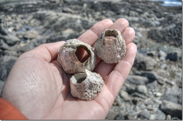 nature,ocean,marine life,barnacles