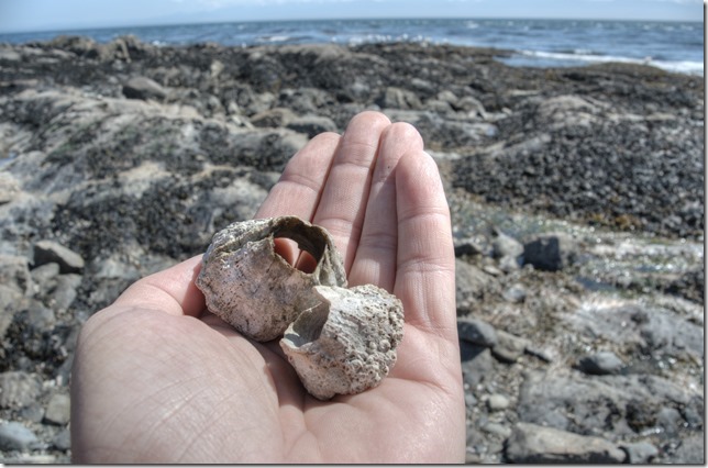 nature,ocean,marine life,barnacles
