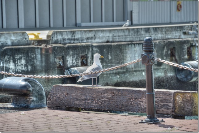 Victoria,Dallas Road,Ogden Point Breakwater,Victoria Cruise Ship Terminal,birds,cruise ship terminal