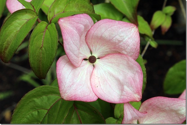 spring,nature,Anderton Therapeutic Gardens,flowers,Comox