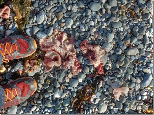 beach,ocean,Vancouver Island,British Columbia,nature,sand,rocks,waves,seaweed
