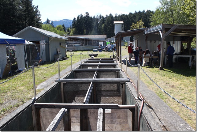 spring,Fanny Bay,salmon,hatchery,HIghway 19 A,river,Rosewell Creek spring,Fanny Bay,salmon,hatchery,HIghway 19 A,river,Rosewell Creek