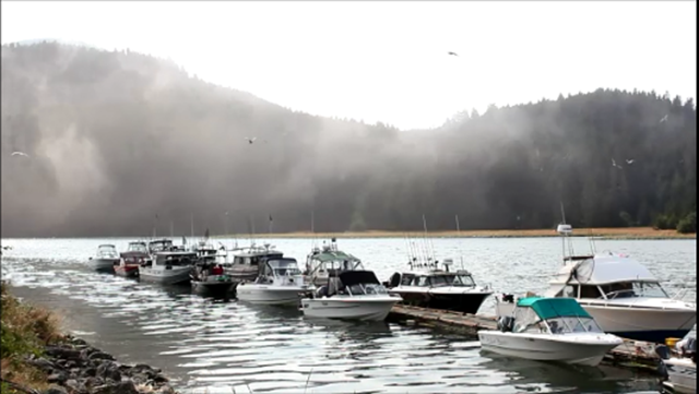 ocean,nature,summer,Port Renfrew,Highway 14,birds,marina,boats,trees,fog,fishing,gulls