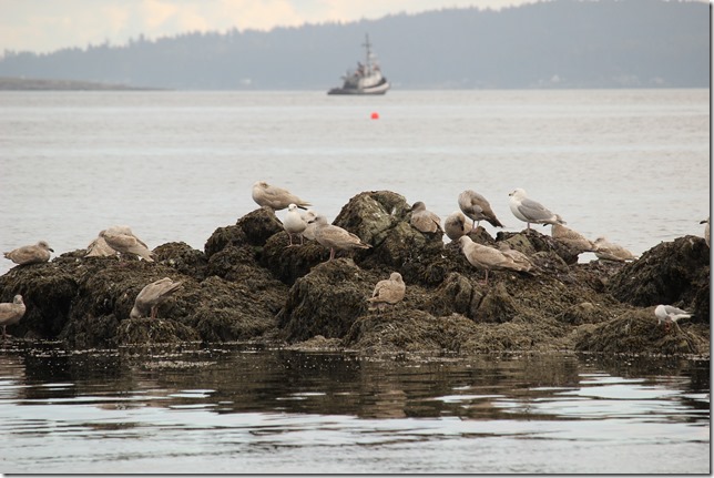 Pipers Lagoon,Nanaimo,nature,history,Georgia Strait,ocean,beach,fish boat,log boom,tug boat