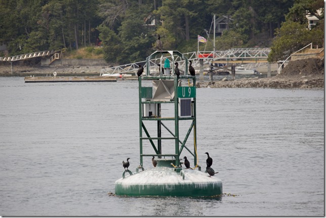 Swartz Bay,ocean,navigational aids,channel markers,buoys,birds