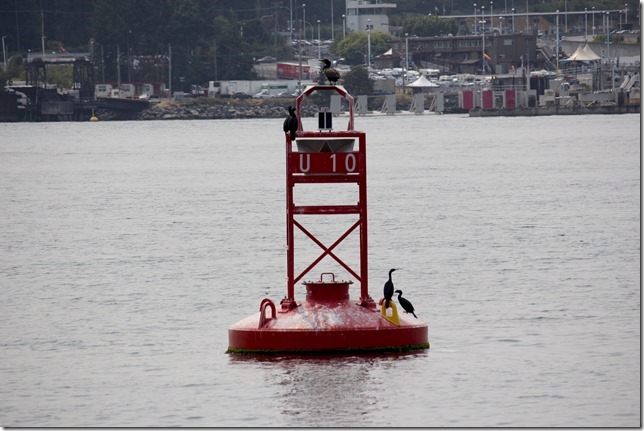 Swartz Bay,ocean,navigational aids,channel markers,buoys,birds