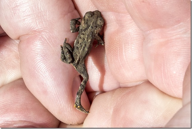 Strathcona Provincial Park,nature,toad,summer